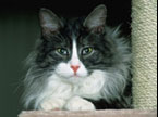 Maine Coon Katze