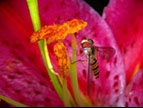 Schwebfliege frisst die Pollen einer Lilie