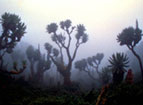 Riesn-Blumen im Ruwenzori Gebirge   Zaire (Kongo)