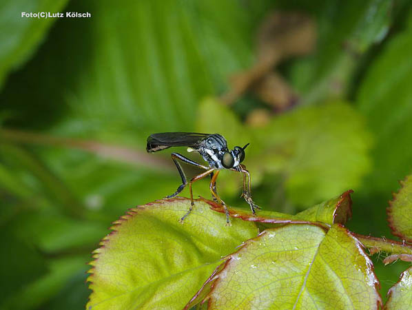 Insekten-0017