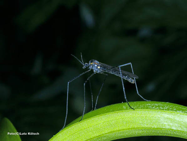 Insekten-0022