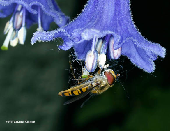 Insekten-0043