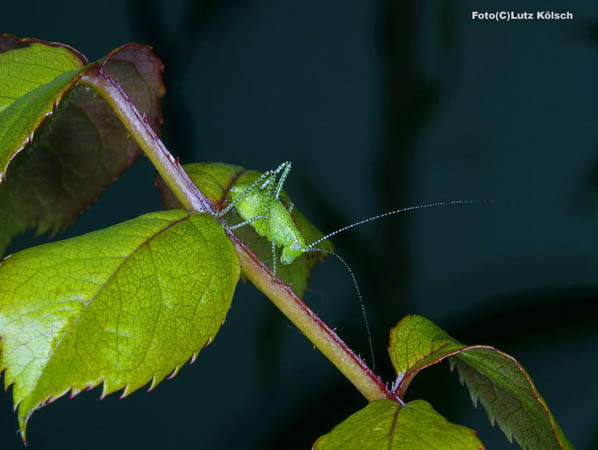 Insekten-0075