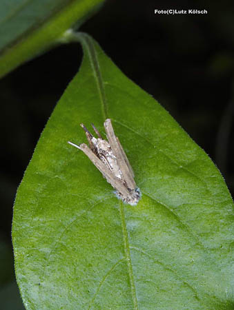 Insekten-0087