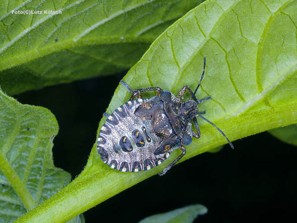 Insekten-0090
