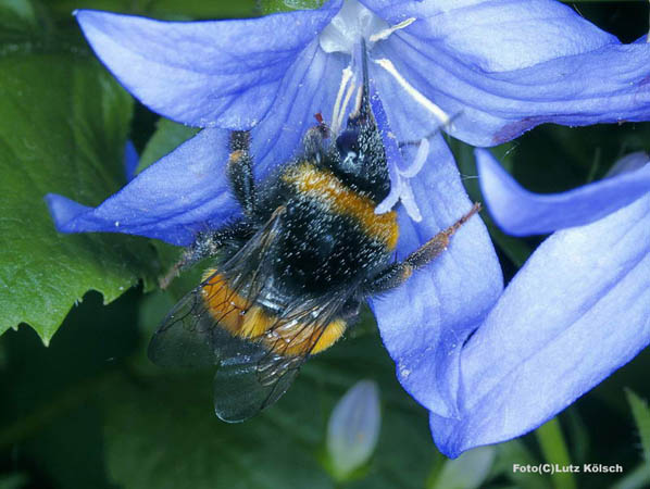 Insekten-0099