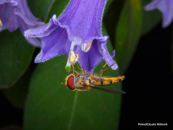 Insekten-0165