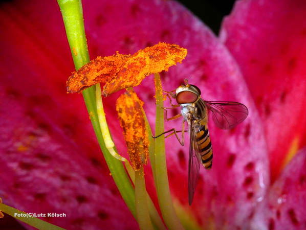 Insekten-0166