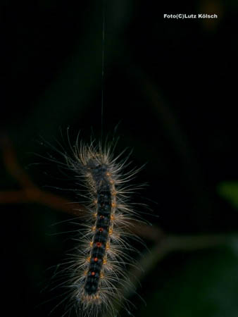 P5220298