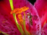 Insekten-0166