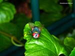 Insekten-0170