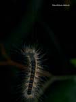 P5220298