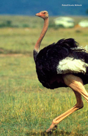 033-17-r76.Kenya-07