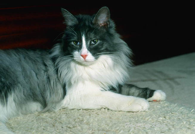 Maine Coon-10