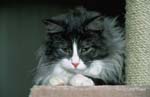 Maine Coon-01