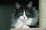 Maine Coon-03
