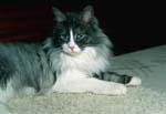 Maine Coon-10
