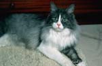 Maine Coon-12
