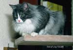 Maine Coon-15