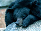 Schwarzbaer im Zoo Berlin